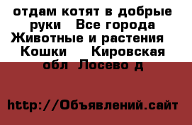 отдам котят в добрые руки - Все города Животные и растения » Кошки   . Кировская обл.,Лосево д.